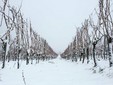 Le cantine Aramic - il vigneto di Buzias-Silagiu