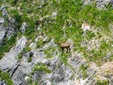 Bicaz Gorge in the Eastern Carpathians