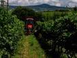 Domaine Hellburg Wine Cellar