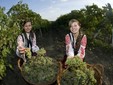 The harvest of grapes