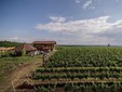 Le cantine Aramic - il vigneto di Buzias-Silagiu