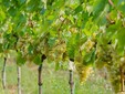 Crastelec Wine Cellar - Şimleul Silvaniei Vineyard