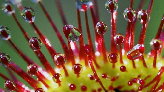 [Translate to Română:] Drosera rotundifolia