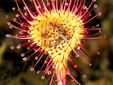 Drosera rotundifolia