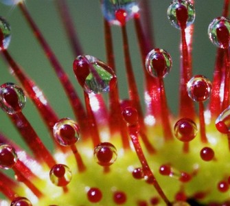 [Translate to Română:] Drosera rotundifolia
