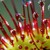 Drosera rotundifolia
