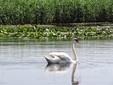 Il Delta del Danubio