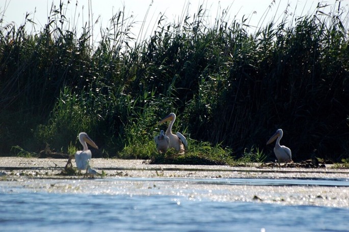 Delta Dunării - Patrimoniul UNESCO