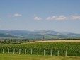 Le tenute Boeru, il vino di Cimbrud