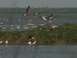 Chilia Veche - Danube Delta