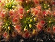 Drosera rotundifolia