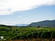 Satu - Mare wine road, Transylvania