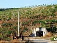 Satu - Mare wine road, Transylvania