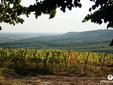 La strada del vino nella zona di Satu-Mare, Transilvania