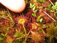 Drosera rotundifolia