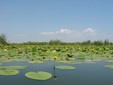 Chilia Veche - Danube Delta