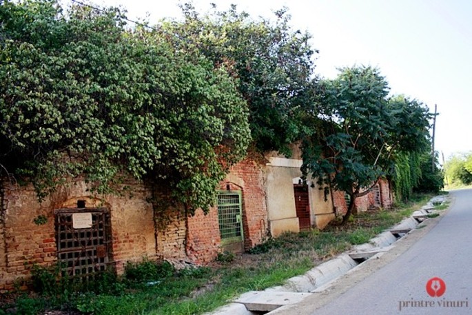 La strada del vino nella zona di Satu-Mare, Transilvania