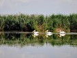Delta Dunării - Patrimoniul UNESCO