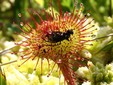 Drosera rotundifolia