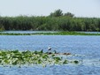 Chilia Veche - Danube Delta