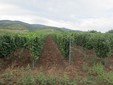 Elite Wine Cellar, Minis - Măderat vineyard