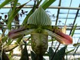 The Greenhouse in the Botanical Garden
