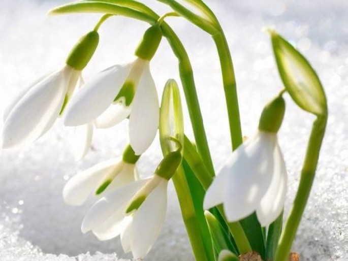 The snowdrop