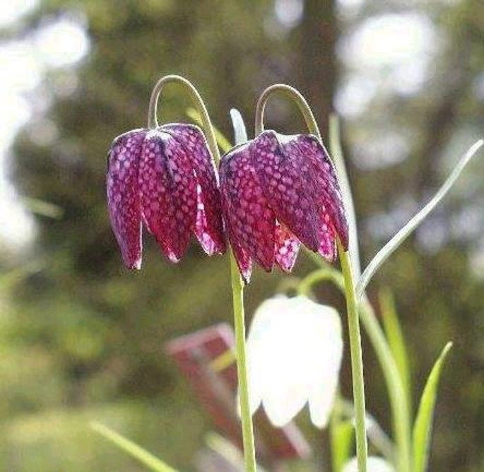 Lunca Poganisului - Il tulipano screziato