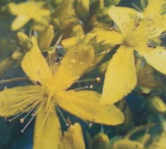 St. John's wort