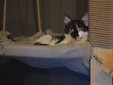 Lady Cat - Cluj Napoca