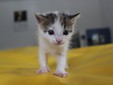 Lady Cat - Cluj Napoca