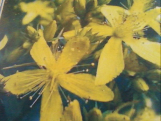 St. John's wort