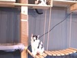 Lady Cat - Cluj Napoca