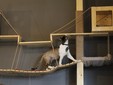 Lady Cat - Cluj Napoca