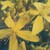 St. John's wort
