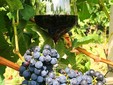 Licorna Winehouse, Romanian wines from Dealul Mare region