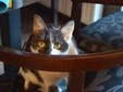Lady Cat - Cluj Napoca
