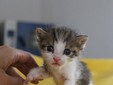 Lady Cat - Cluj Napoca