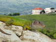 LacertA Winery - Dealu Mare