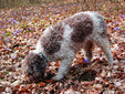 Lagotto Romagnolo