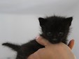 Lady Cat - Cluj Napoca
