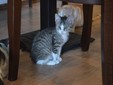Lady Cat - Cluj Napoca