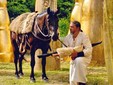 Mugur Pop and equestrian tourism