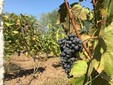 La tenuta Moșia Galicea Mare, vini dei Colli d'Oltenia