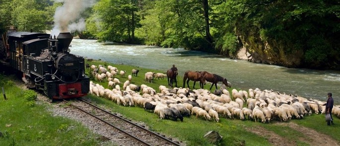 Mocănița - Valea Vaserului - Maramureș