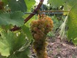 La tenuta Moșia Galicea Mare, vini dei Colli d'Oltenia