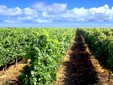 Băbească Neagră - Nicoreşti Vineyard, Galaţi county