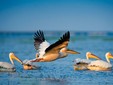 The Pelican - Danube Delta