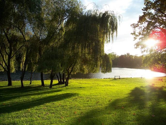 The „NicolaeRomanescu” Park of Craiova