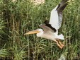 Pensiunea Nest, Delta del Danubio